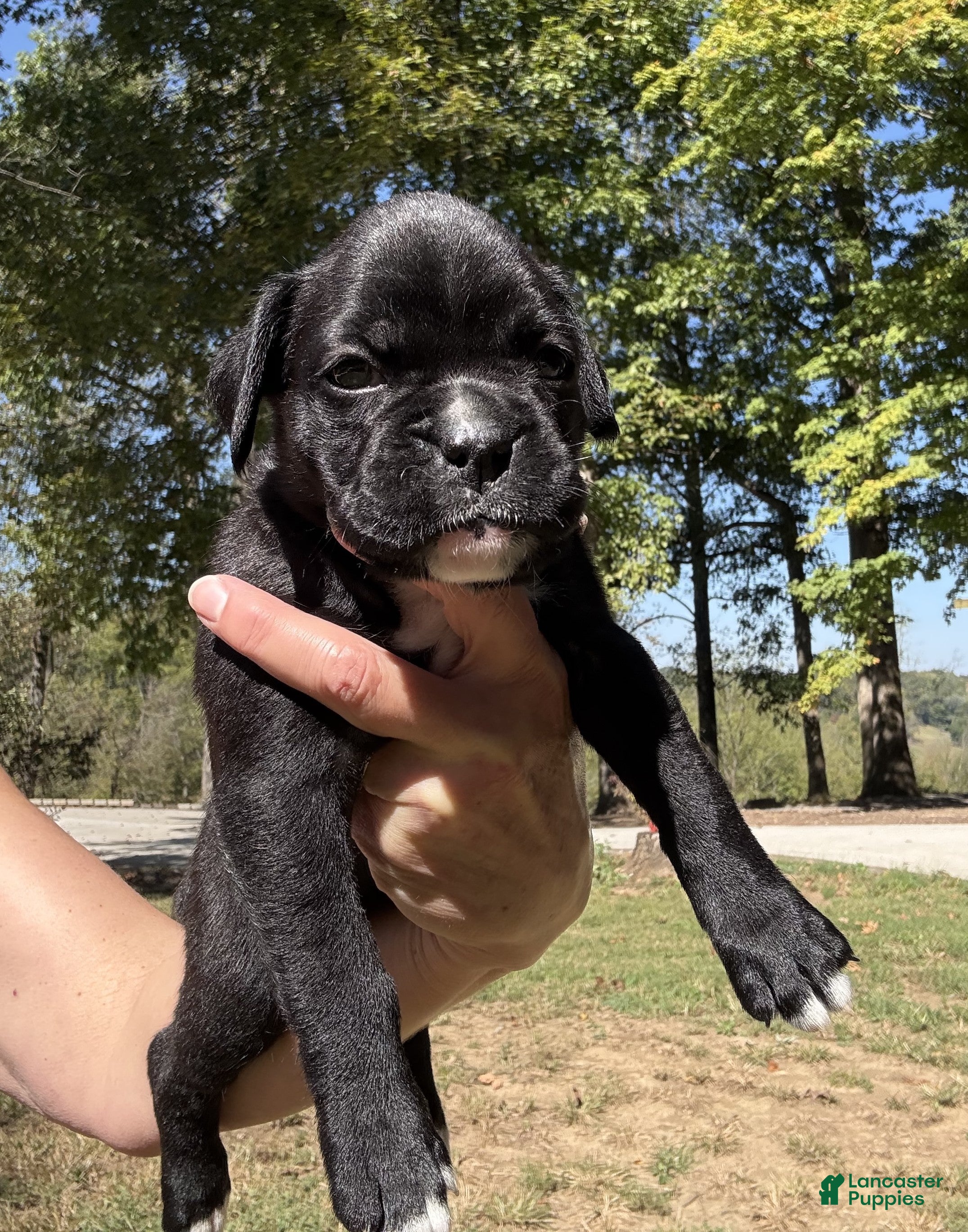 Boxer dogs Amelia AKC Seal Brindle Boxer - Ad 1