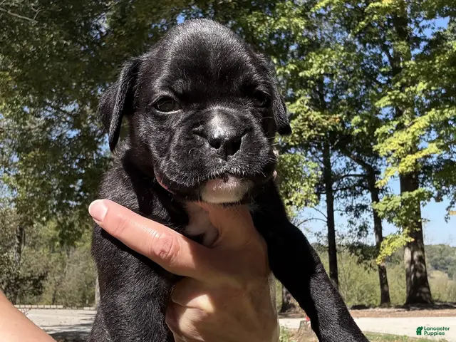 Boxer dogs Amelia AKC Seal Brindle Boxer - Ad 1