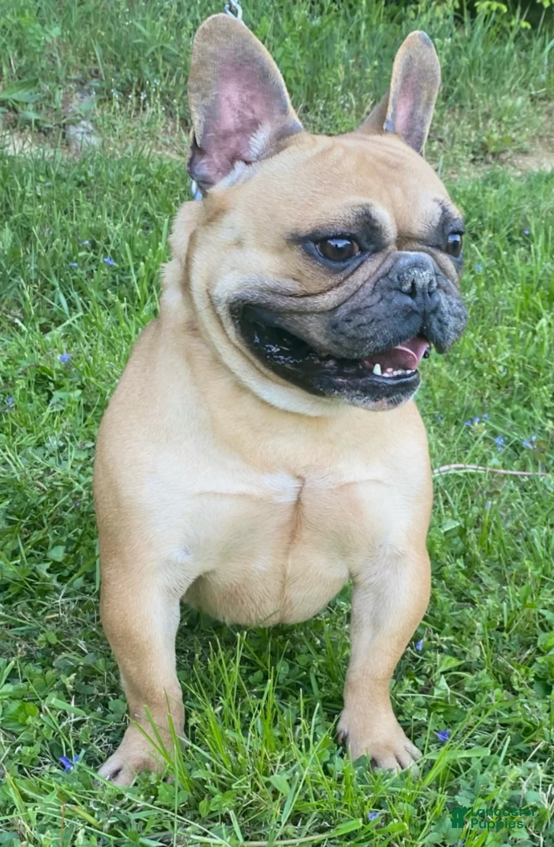 French Bulldog dogs for sale: Sady - Ad 8
