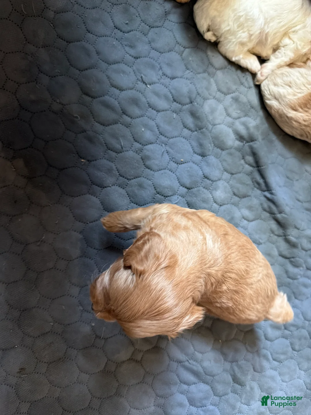 Shihpoo dogs for sale: Shihpoo 5 chewy - Ad 2