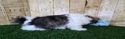 Shorkie dogs for sale: Cowboy - Ad 5