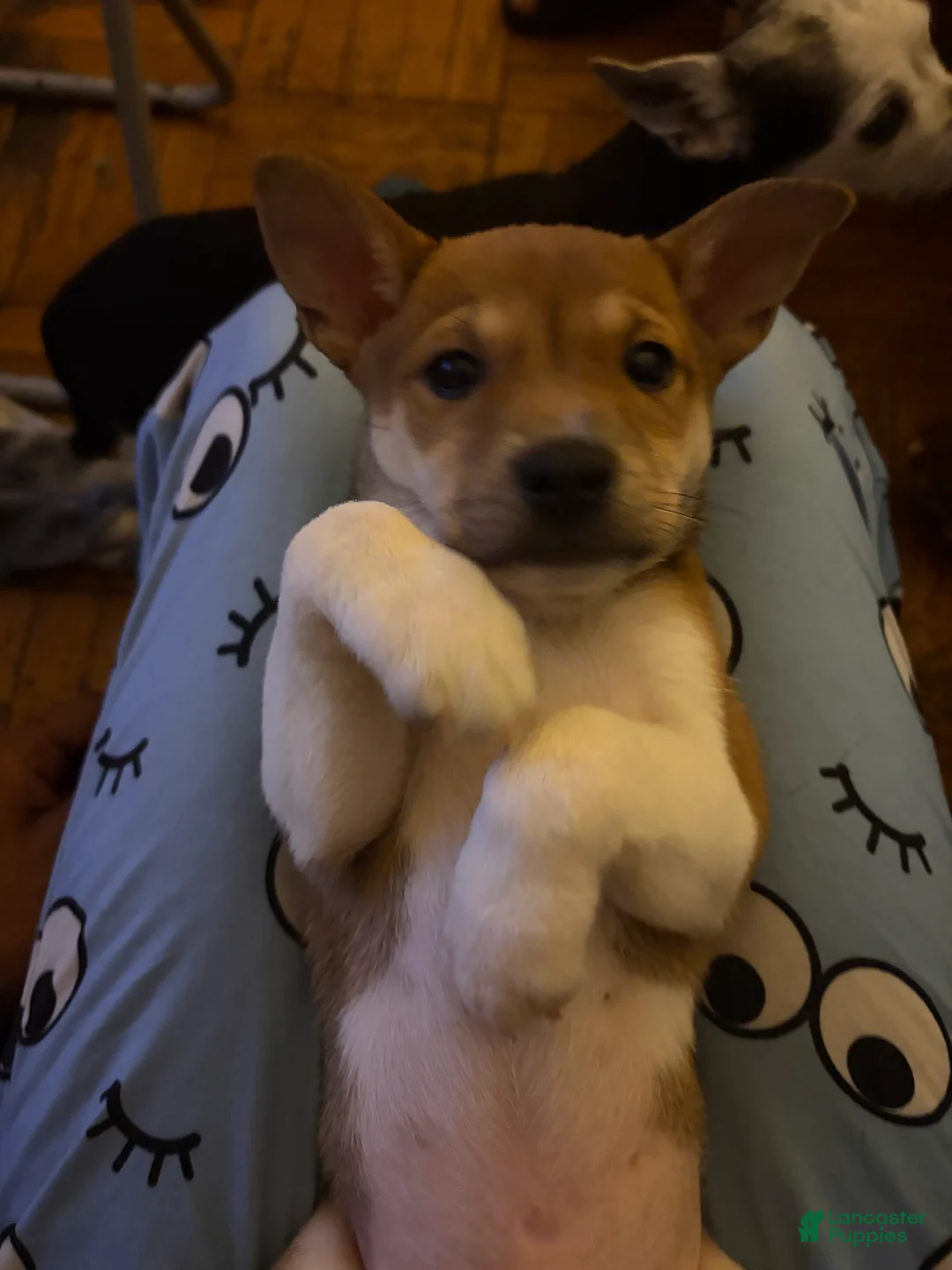Mixed Breed dogs for sale: Simba - Ad 2