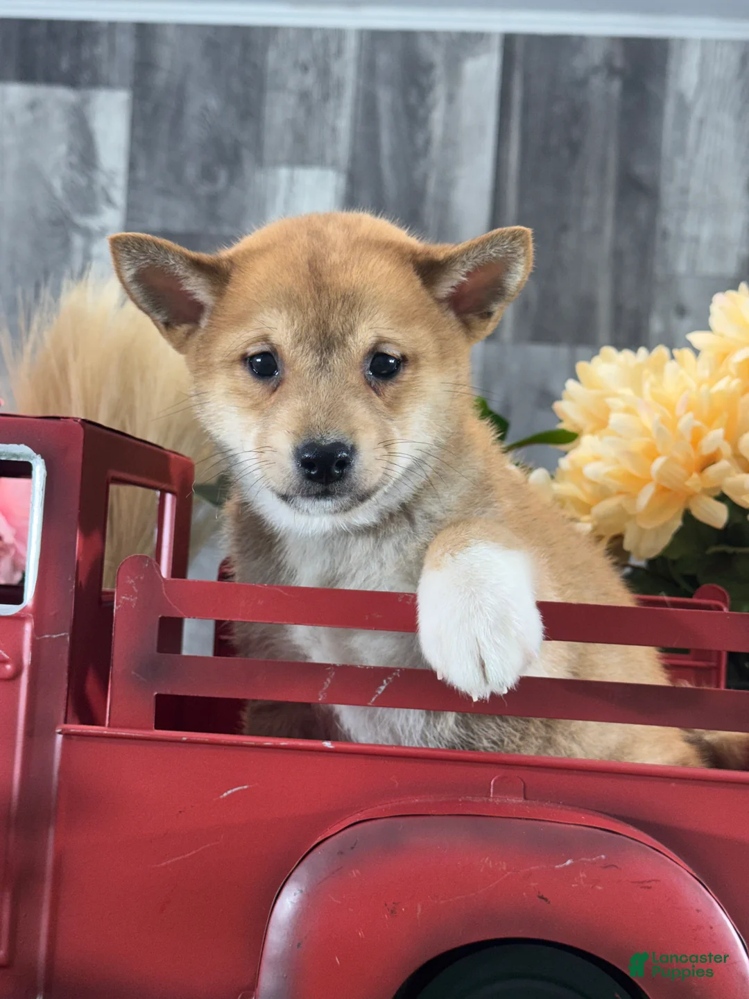 Shiba Inu dogs for sale: Icy - Ad 2