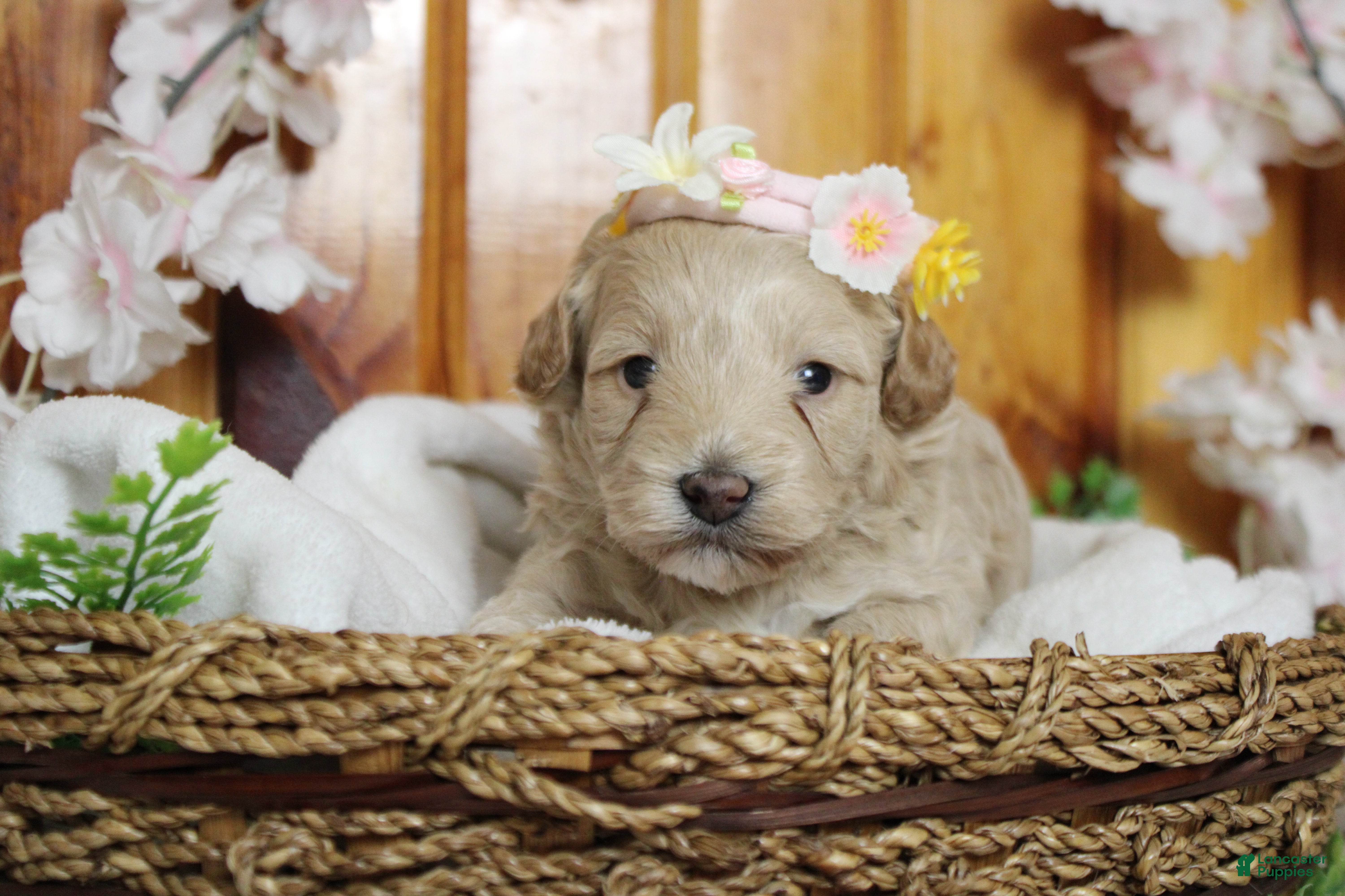 Havapoo dogs Violet - Ad 12