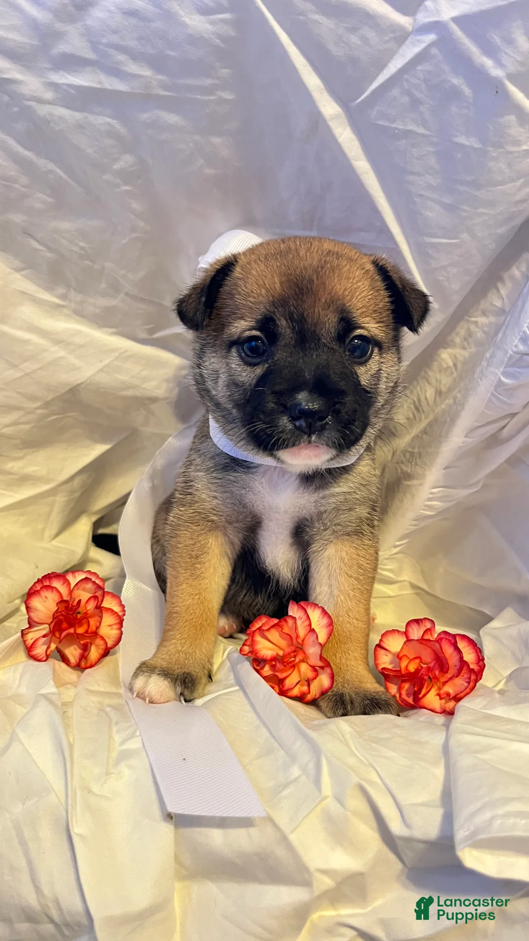 Shiba Inu dogs for sale: Maggie - Ad 1