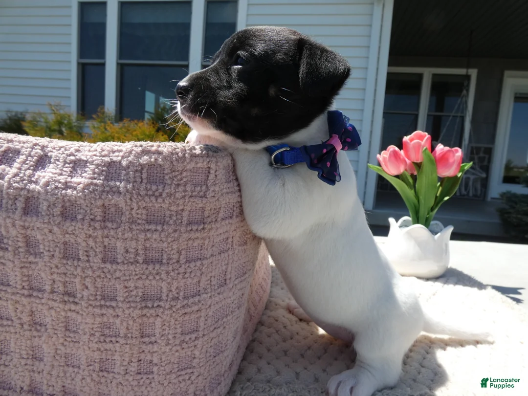 Jack Russell Terrier dogs for sale: Jack Russell Terrier Puppy 2 Whisper - Ad 2