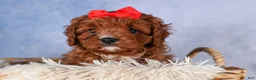 Cavapoo dogs for sale: GUS - Ad 6