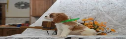 Cavalier King Charles Spaniel dogs for sale: Wrenly - Ad 3