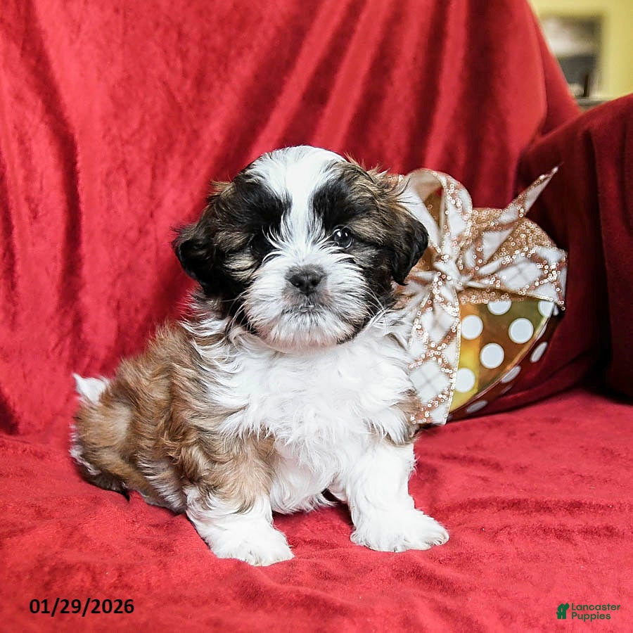 Shih Tzu dogs Mocha - Ad 2