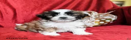 Shih Tzu dogs for sale: Mocha - Ad 2