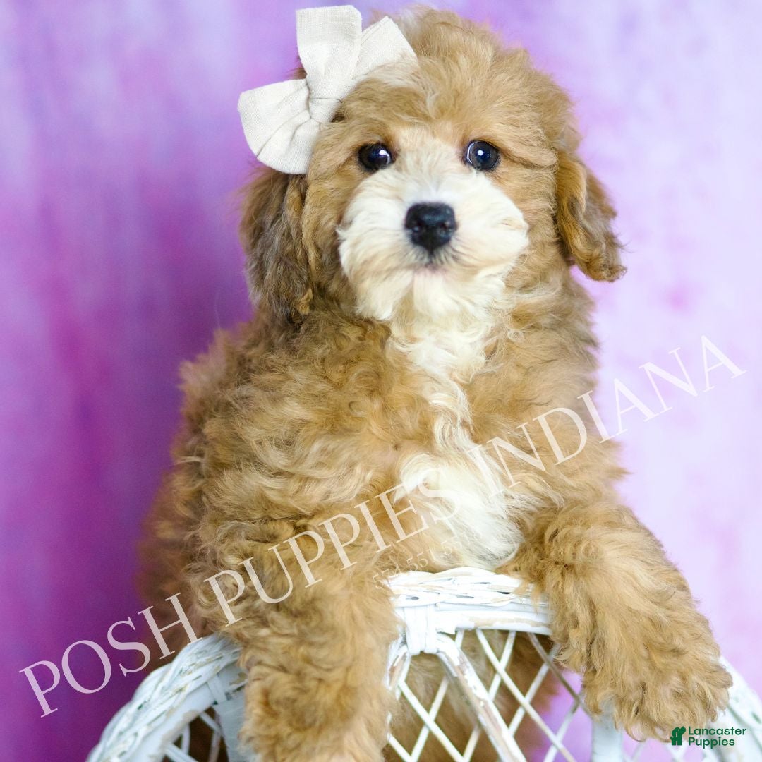Toy Poodle dogs Pip - Ad 41