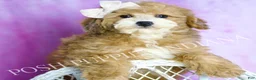 Toy Poodle dogs for sale: Pip - Ad 1