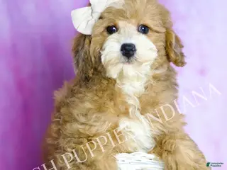 Toy Poodle dogs Pip - Ad 41