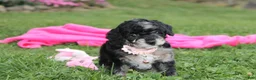 Miniature Poodle dogs for sale:  Bella - Ad 15