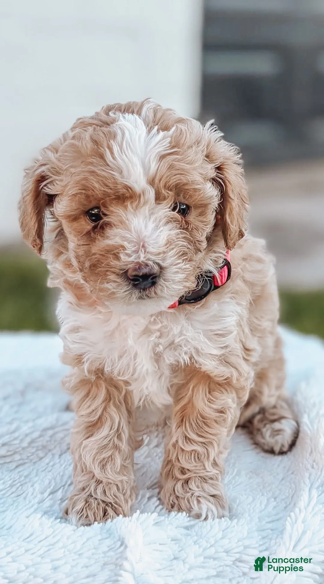 Maltipoo dogs for sale: Daisy - Ad 1