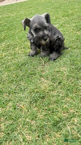Miniature Schnauzer dogs Black and Silver - Ad 1