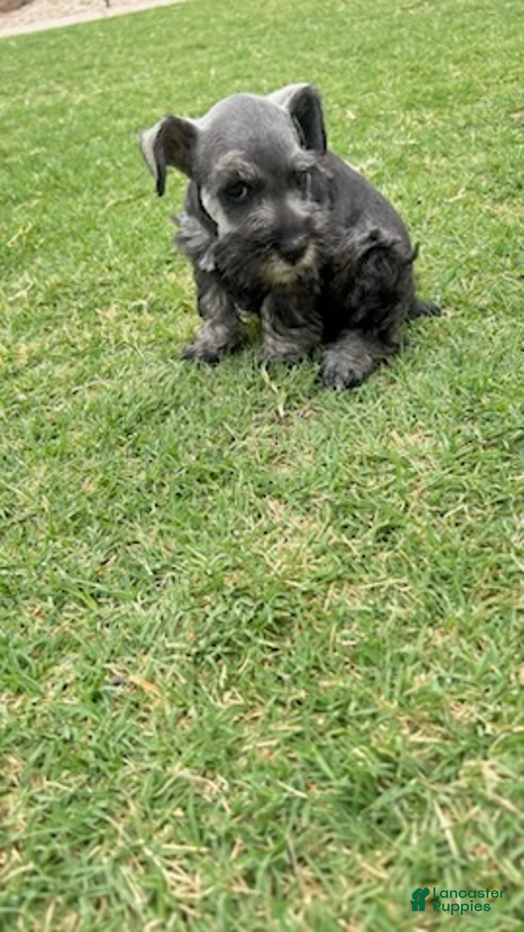 Miniature Schnauzer dogs for sale: Black and Silver - Ad 1