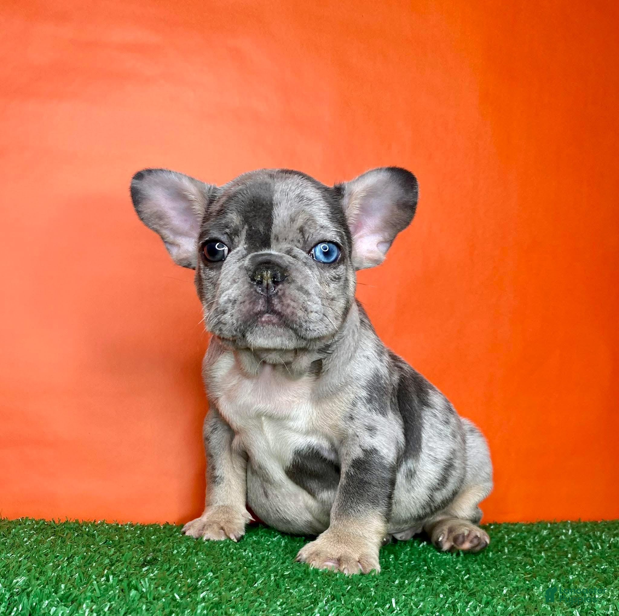 French Bulldog dogs Otto - Ad 1
