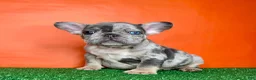 French Bulldog dogs for sale: Otto - Ad 1