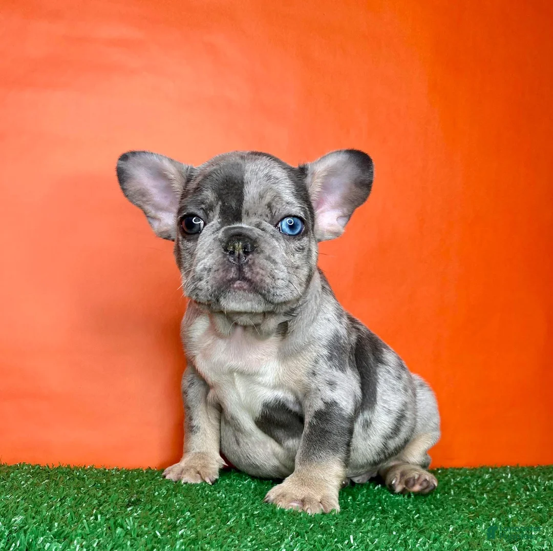 French Bulldog dogs for sale: Otto - Ad 1