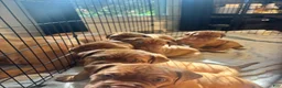 Dogue De Bordeaux dogs for sale: Dogue De Bordeaux Puppy 5 - Ad 19