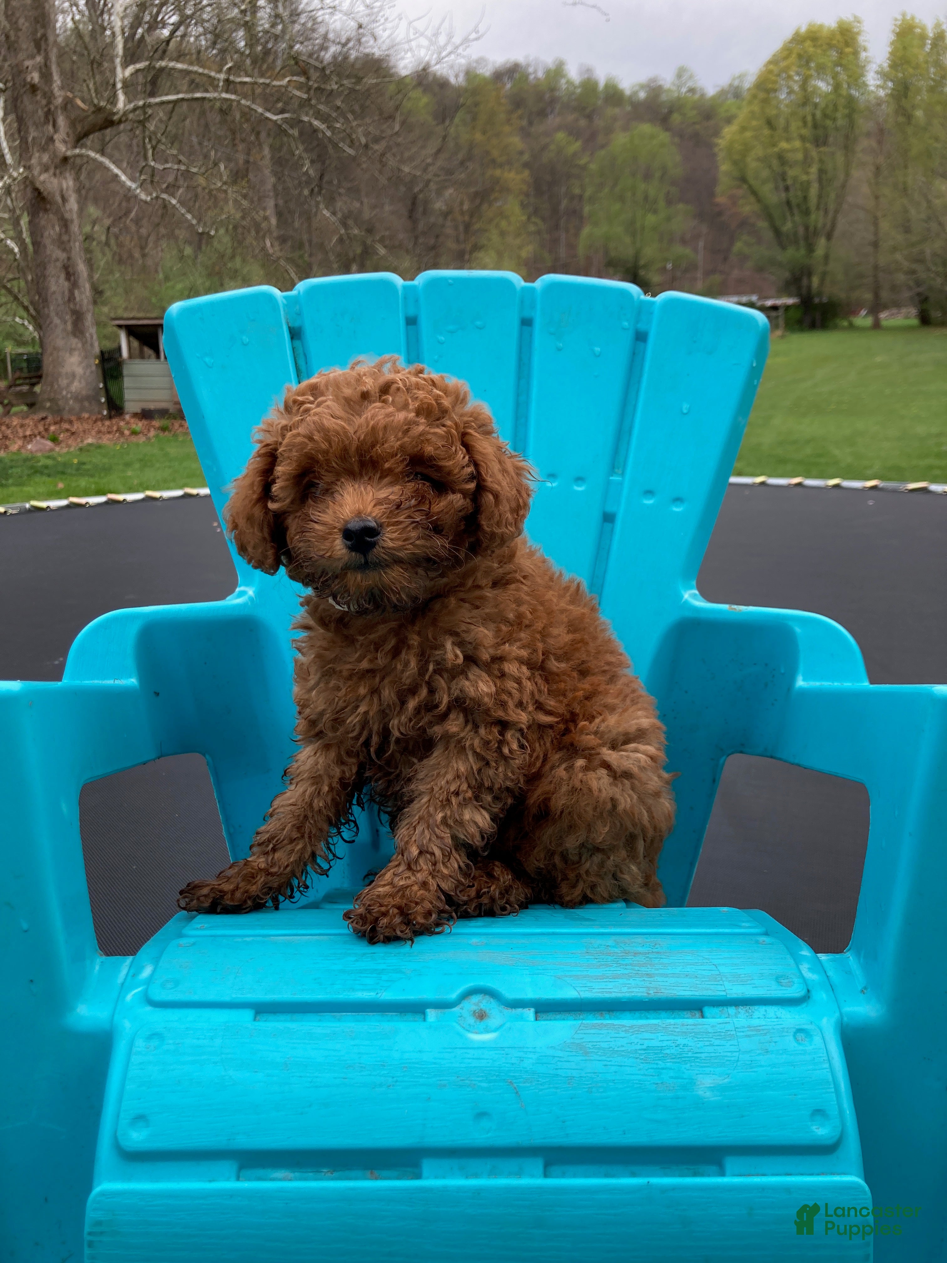 Miniature Poodle dogs Blaze - Ad 1