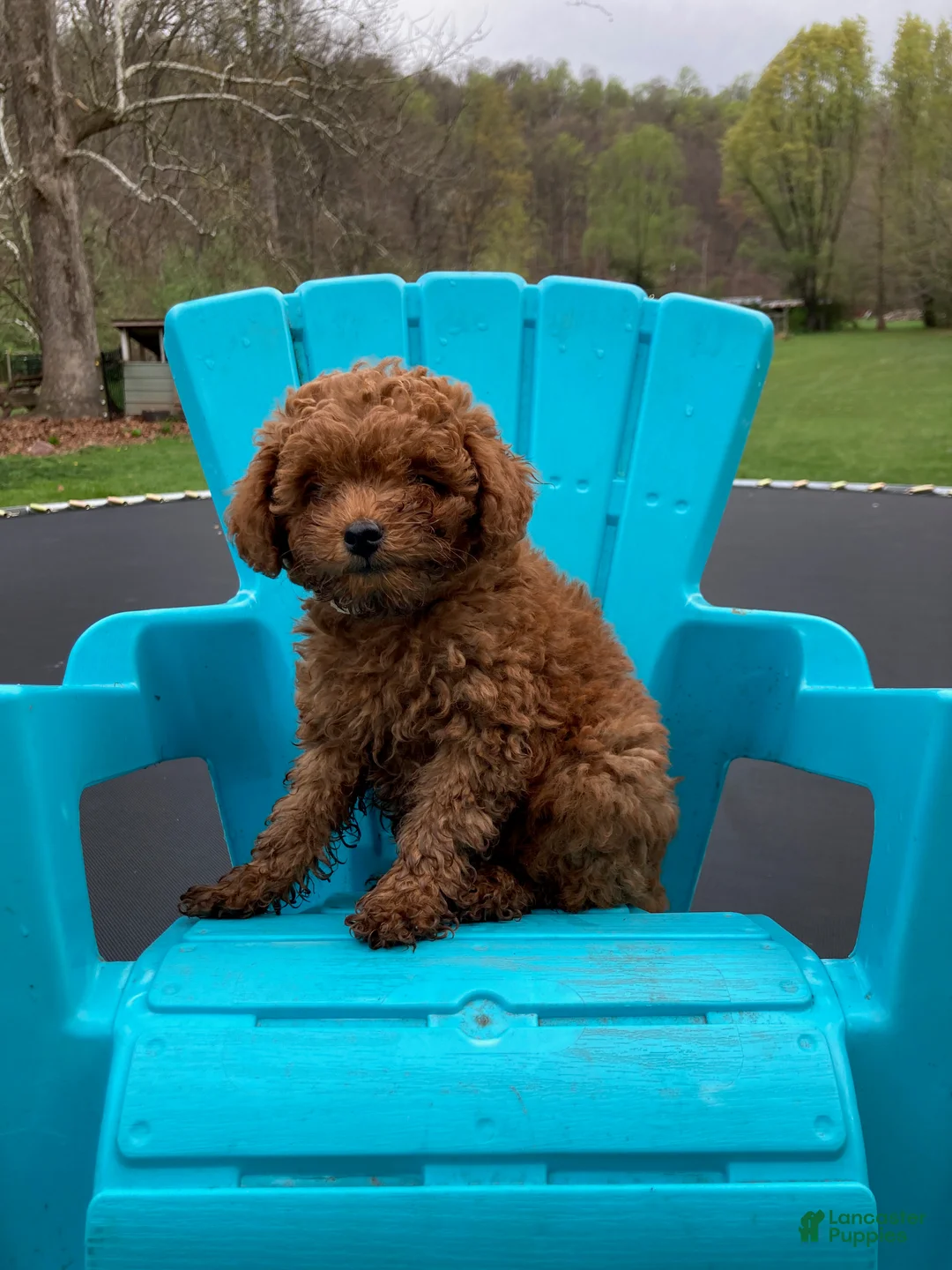 Miniature Poodle dogs for sale: Blaze - Ad 1