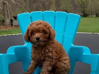 Miniature Poodle dogs for sale: Blaze - Ad 4