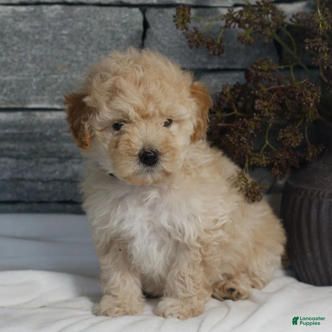 Miniature Poodle dogs for sale: Milo  - Ad 2