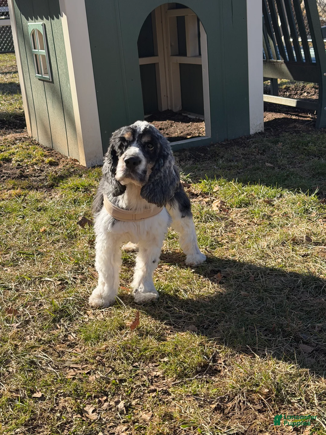 English Cocker Spaniel dogs for sale: English Cocker Spaniel Puppy 1 - Ad 3