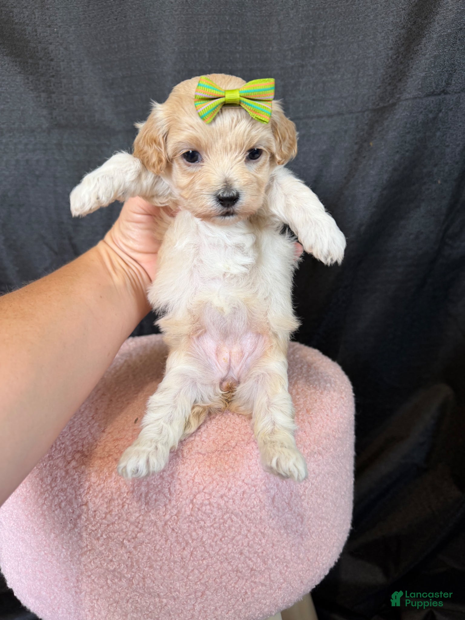 Maltipoo dogs for sale: Barbies Maltipoo Girl! Green Bow 💚 - Ad 10