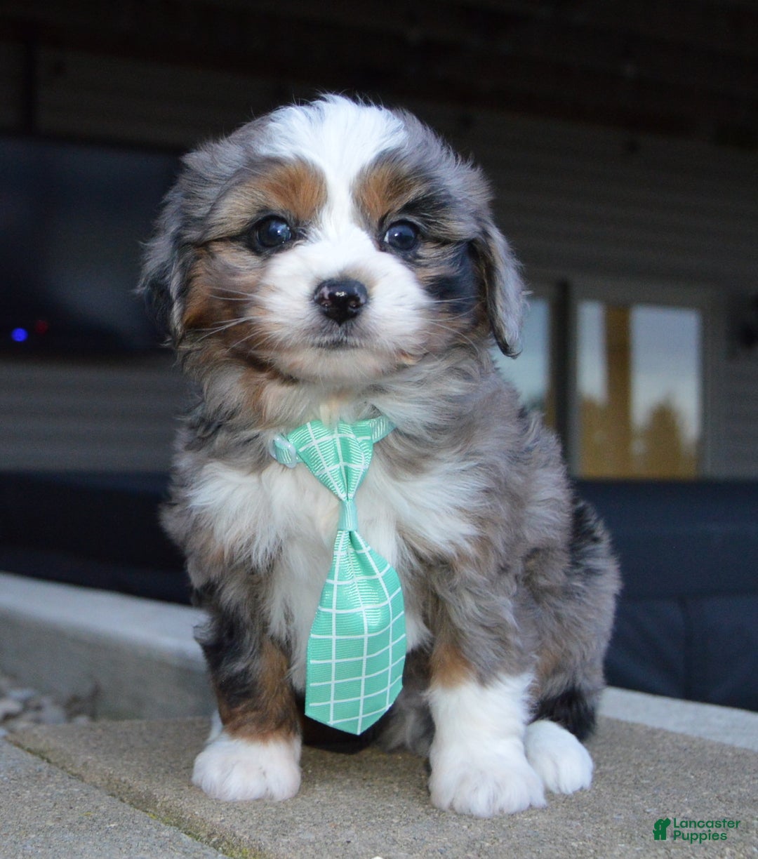 Mini Aussiedoodle dogs for sale: Mini Asher - Ad 3