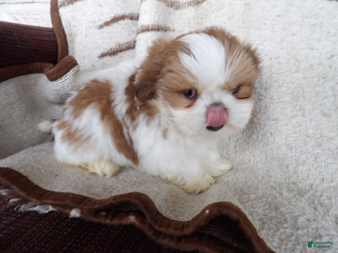 Gallery Image {{count}}