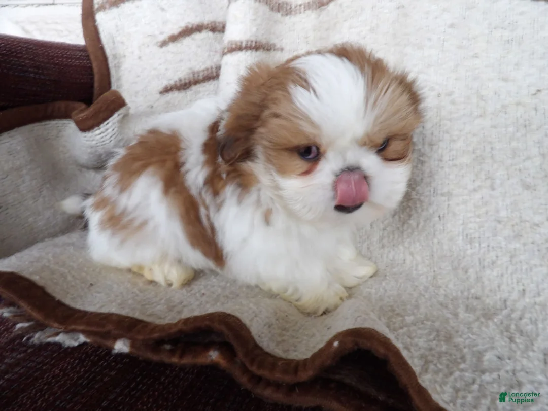 Gallery Image {{count}}