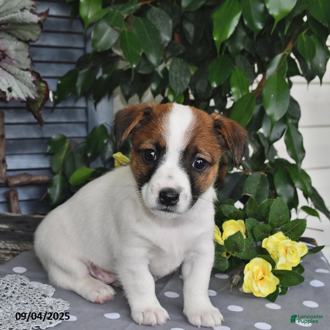 Dog Jack Russell Terrier Olx Adoption Jack Russell Stud Near Me