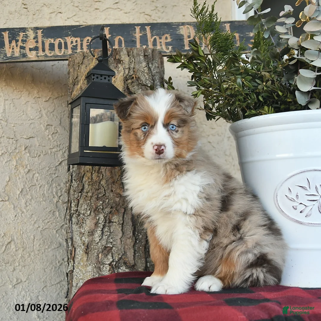 Australian Shepherd dogs for sale: Paige - Ad 2
