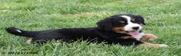 Bernese Mountain Dog dogs for sale: Ember - Ad 3