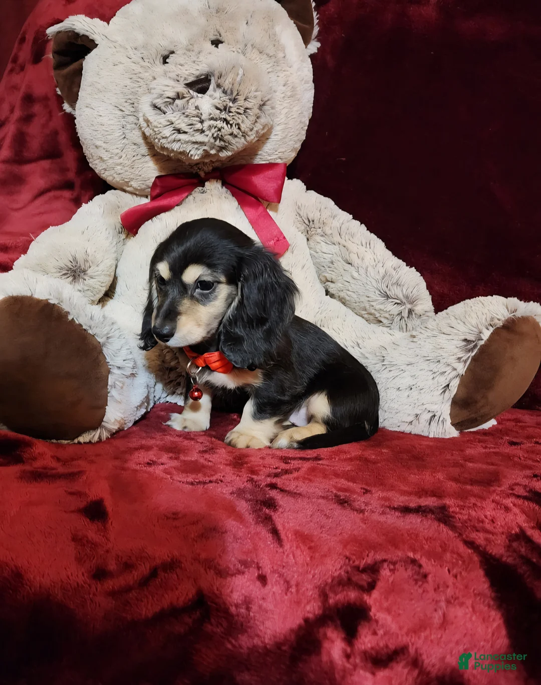 Miniature Dachshund dogs for sale: LAYLA - Ad 10