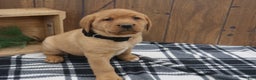 Labrador Retriever dogs for sale: Winter - Ad 2