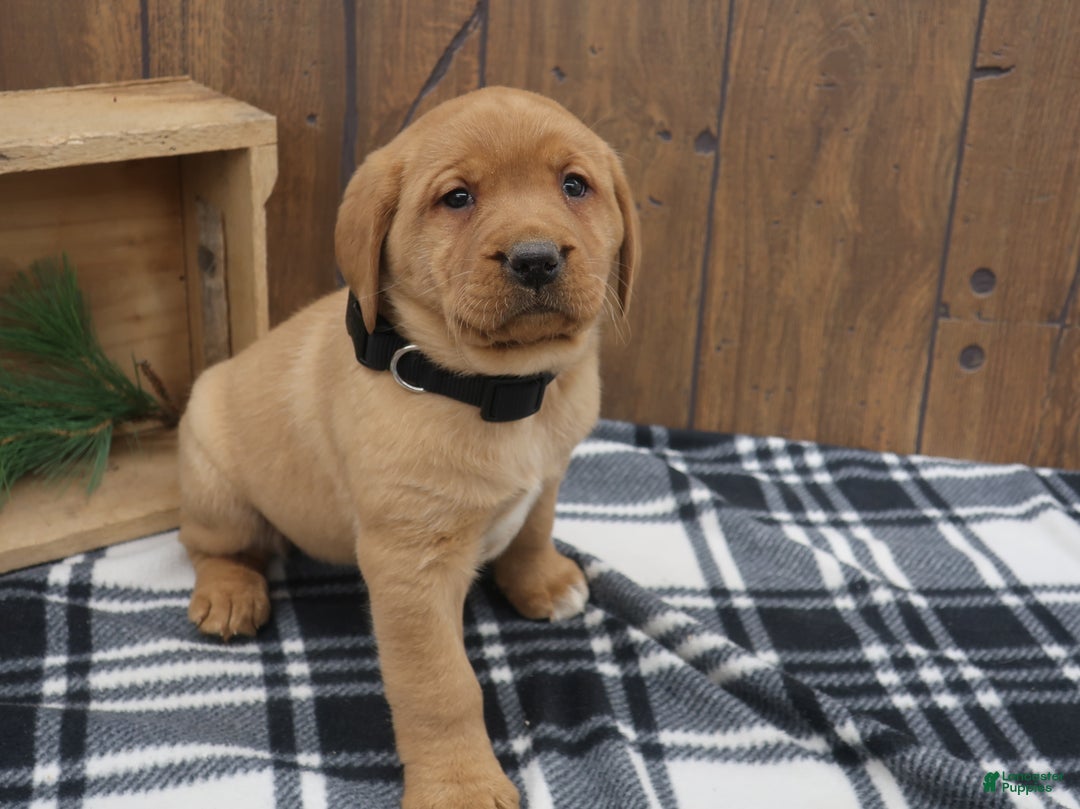 Labrador Retriever dogs for sale: Winter - Ad 2