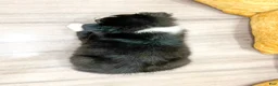 Australian Shepherd dogs for sale: Olivia - Ad 4