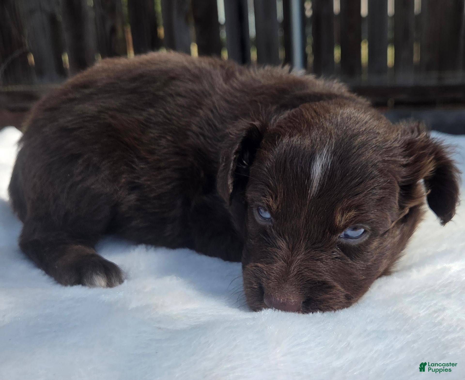 Australian Shepherd dogs Stan - Ad 2
