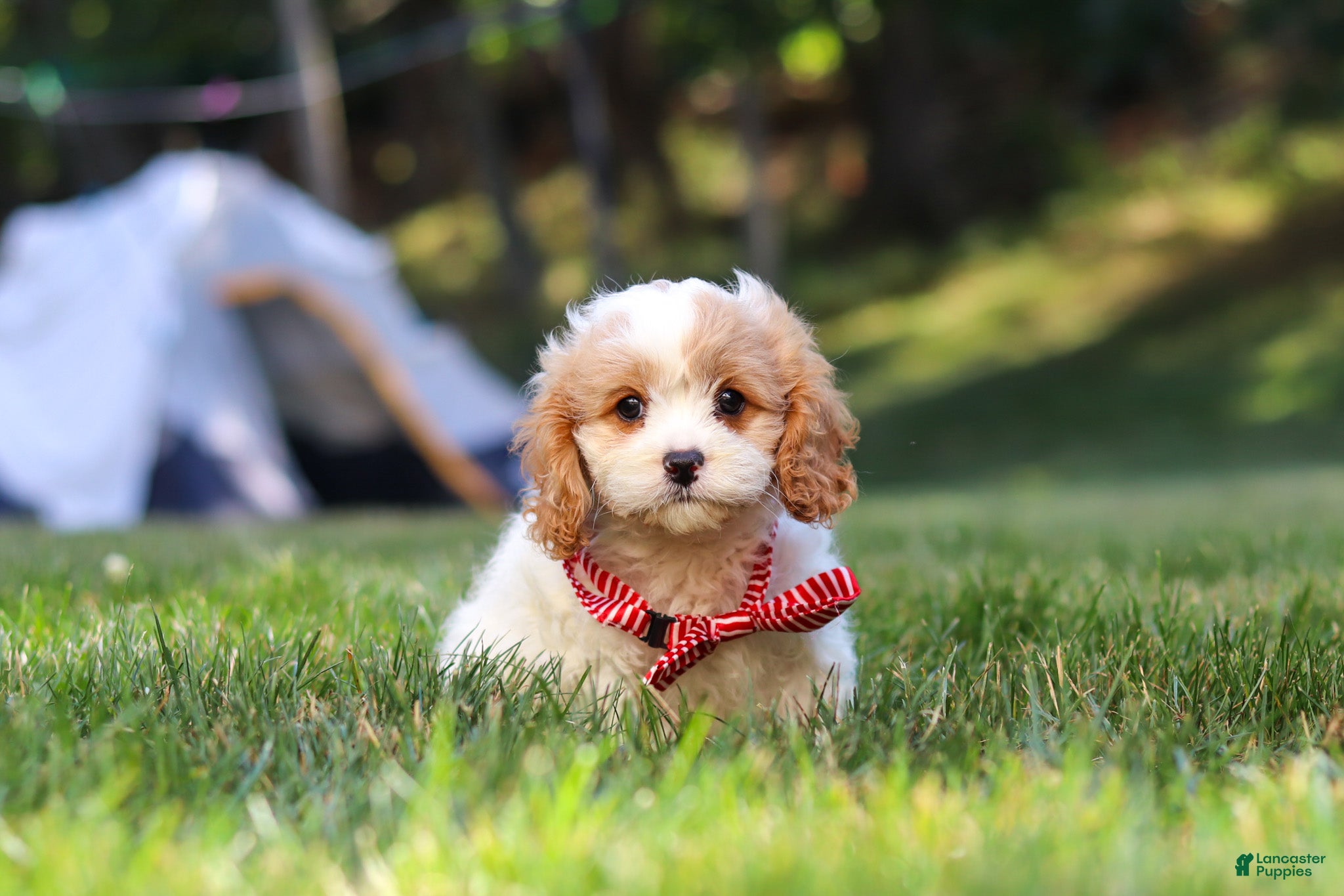 Cavapoo dogs Asher - Ad 2