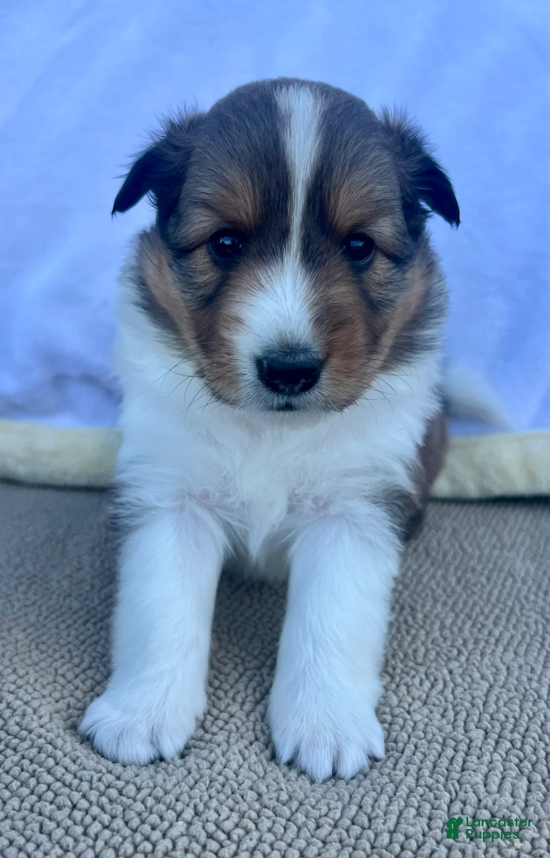 Shetland Sheepdog dogs for sale: Lainey - Ad 1
