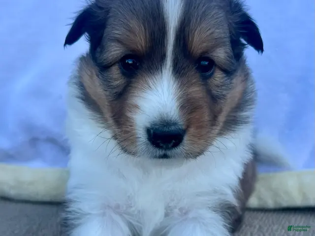 Shetland Sheepdog dogs for sale: Lainey - Ad 13