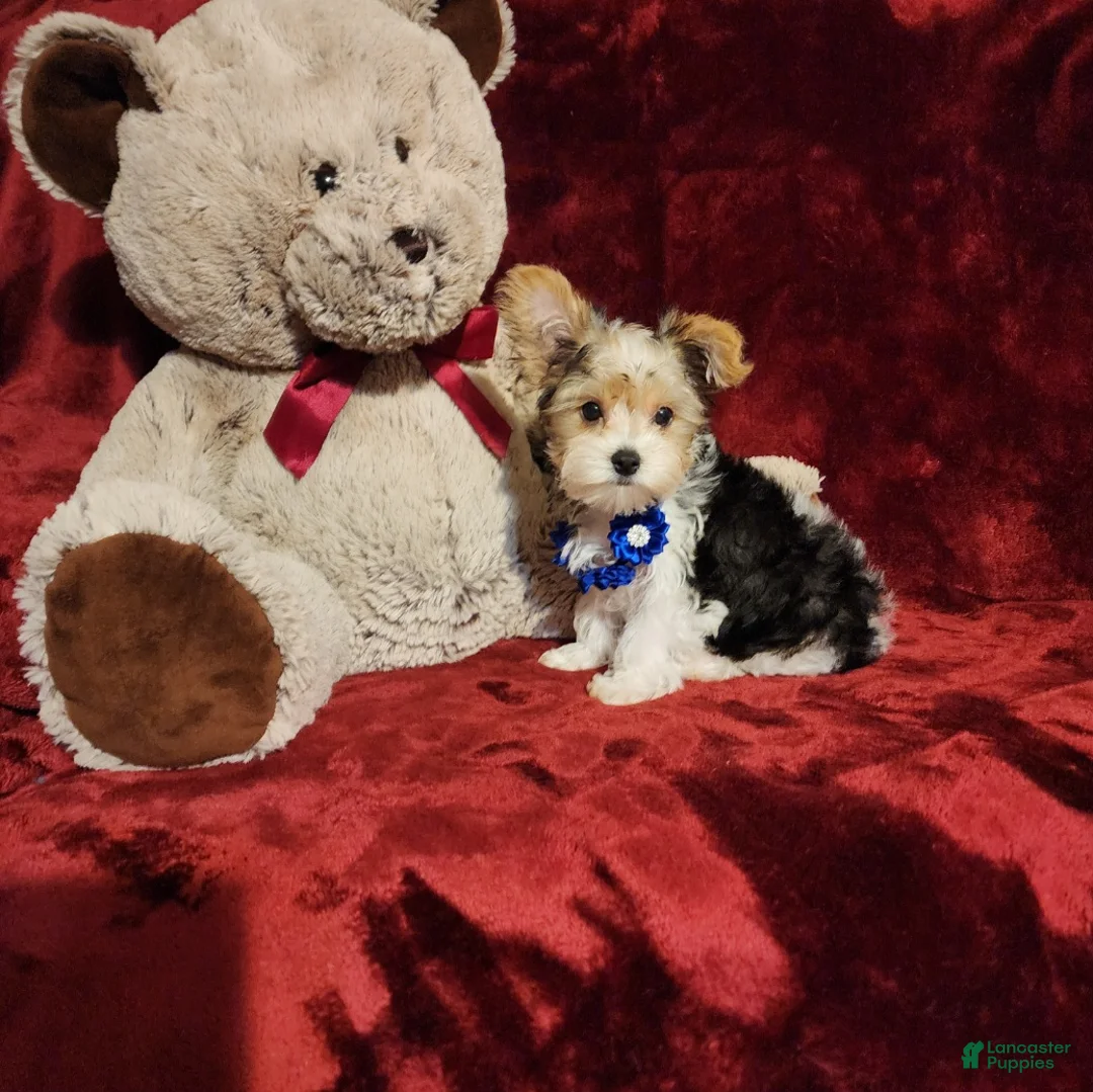 Yorkshire Terrier dogs for sale: JESTER - Ad 10