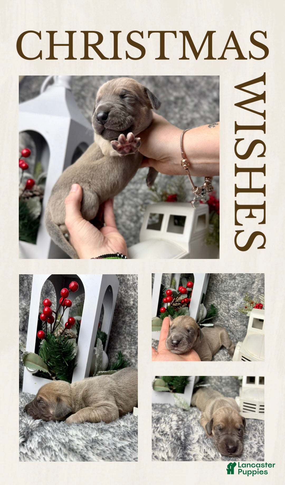 Great Dane dogs for sale: Ginny Weasley - Ad 1