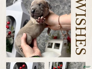 Great Dane dogs Ginny Weasley - Ad 33