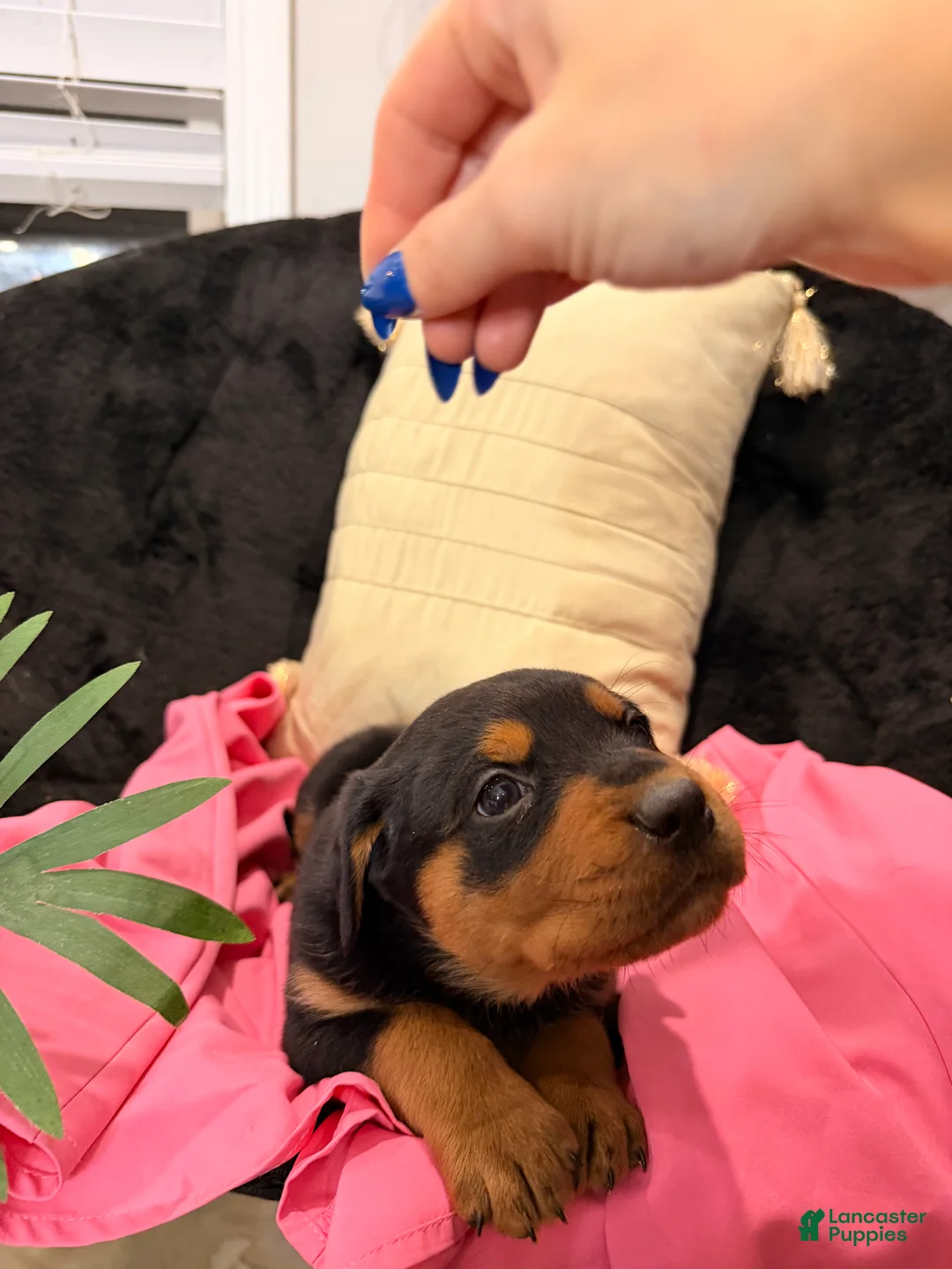 Rottweiler dogs for sale: Rottweiler Puppy 1 - Ad 6