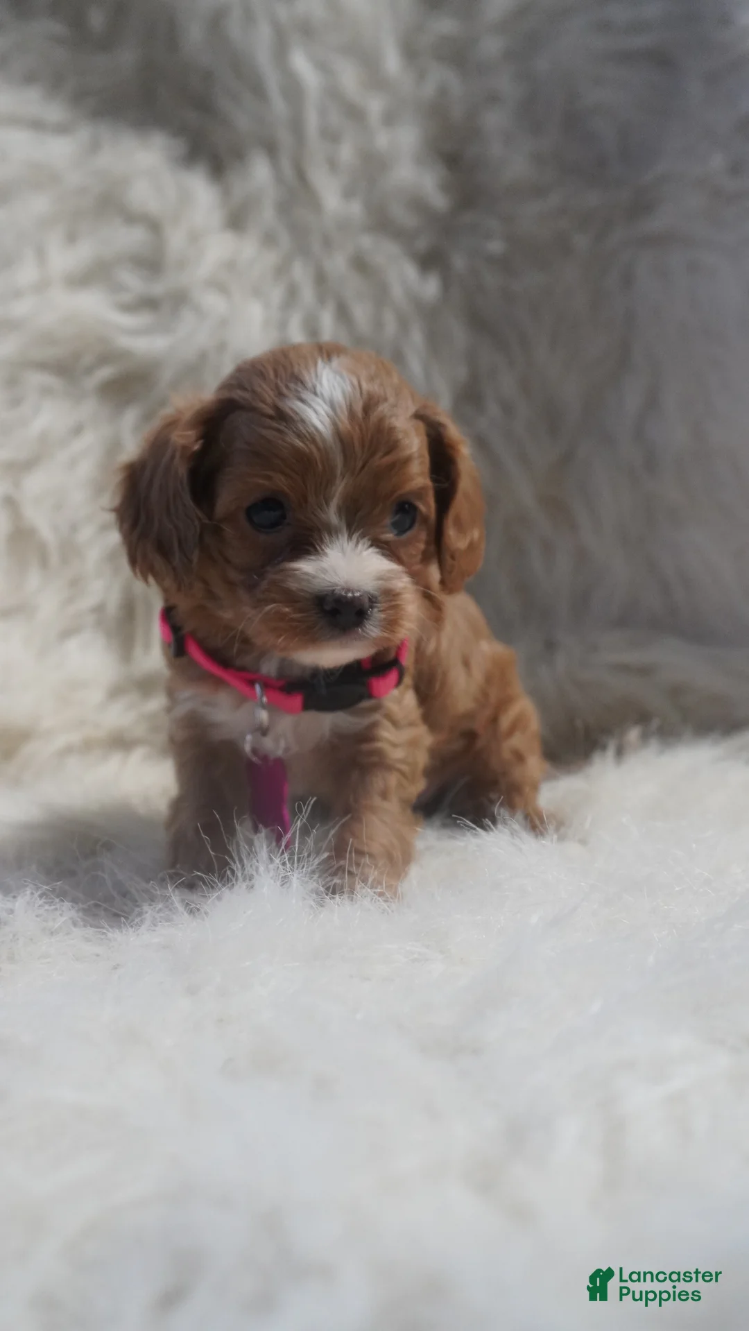 Cavapoo dogs for sale: Sadie - Ad 4